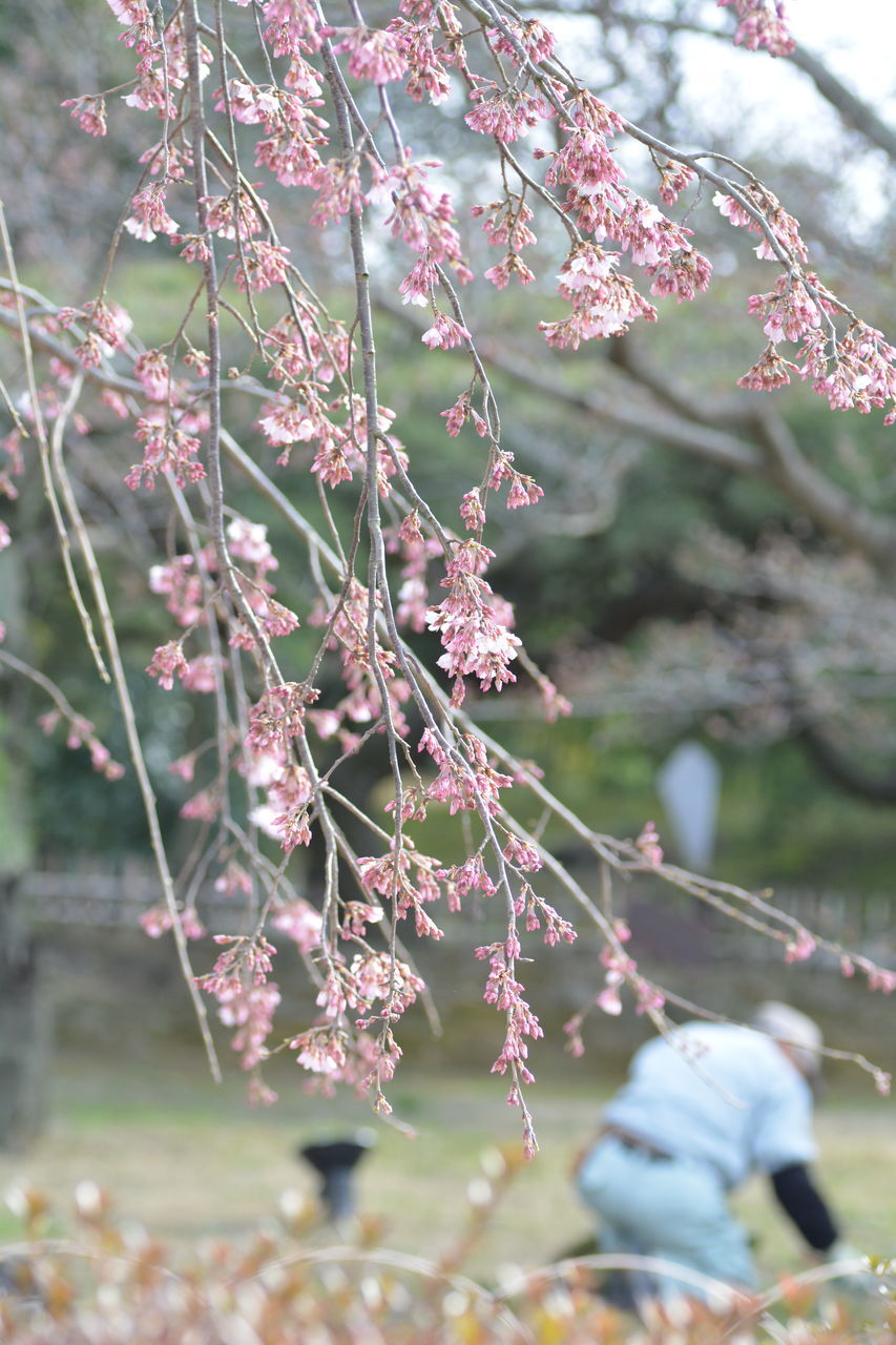 branch, flower, growth, tree, focus on foreground, freshness, nature, beauty in nature, close-up, twig, fragility, pink color, outdoors, low angle view, day, blossom, selective focus, no people, plant, cherry tree