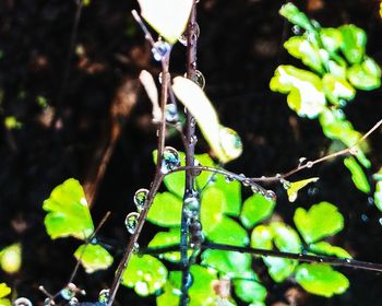 Close-up of raindrops on plant