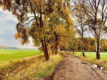 Trees on field against sky