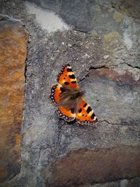 Close-up of butterfly perching on leaf