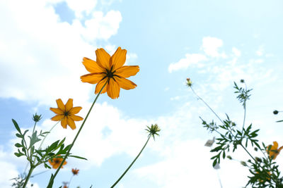 Low angle view of flowering plant against sky