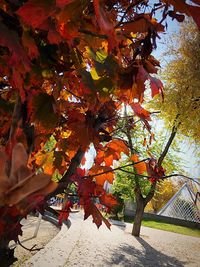 Low angle view of maple tree