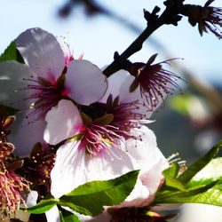 Close-up of pink cherry blossoms