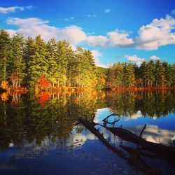 Reflection of trees in water