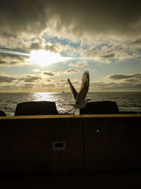 Seagull flying over sea against sky