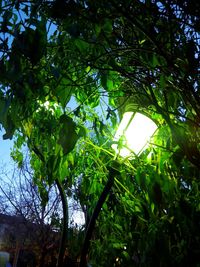 Low angle view of trees against sky