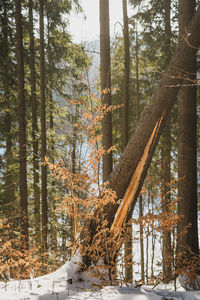 Trees in forest during winter