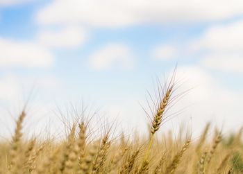 Close-up of wheat growing on field against sky