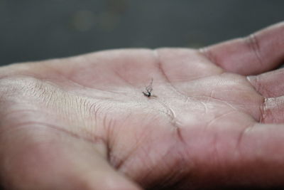Close-up of a hand holding insect