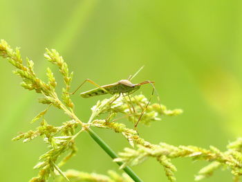 Close-up of insect on plant