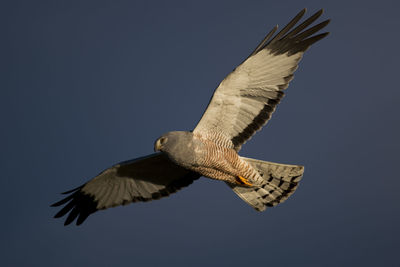 Low angle view of eagle flying against clear sky