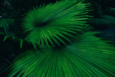 Full frame shot of palm tree