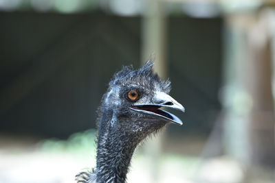 Close-up of a bird looking away