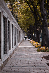 Footpath amidst trees in city