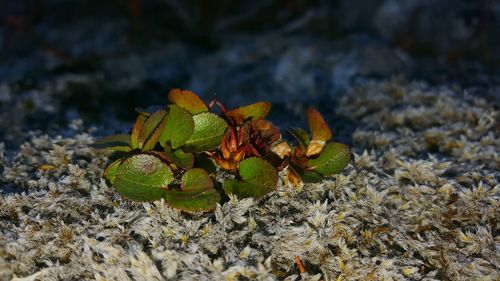 Close-up of plant growing outdoors