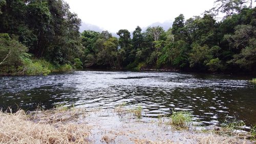 Scenic view of river in forest against sky