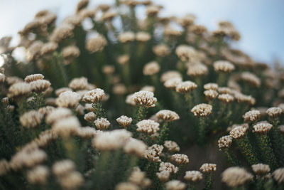 Close-up of flowering plants on field