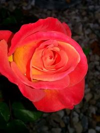 Close-up of red rose