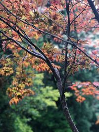 Low angle view of tree during autumn