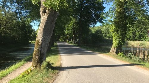 Road amidst trees on landscape