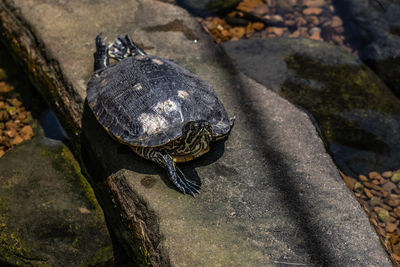 High angle view of turtle on rock
