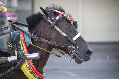 Close-up of horse cart