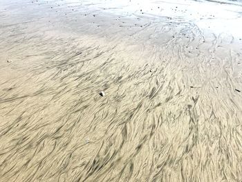 High angle view of swan swimming in sand