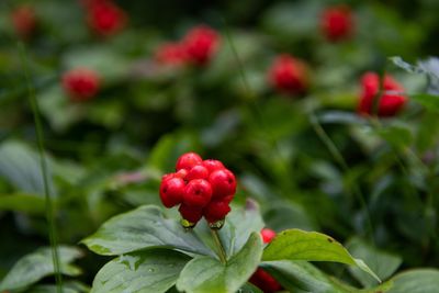Close-up of red berries growing on plant