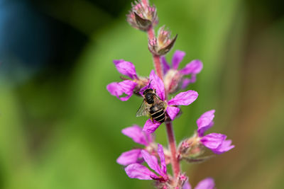 Close-up of bee pollinating on purple flower