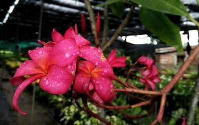 Close-up of wet pink flowers blooming outdoors