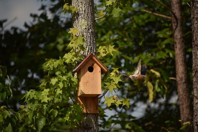 Close-up of birdhouse on tree trunk