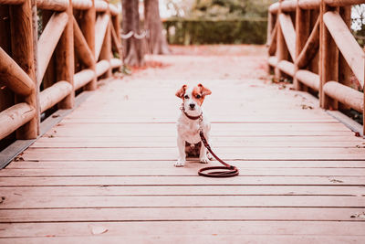 Portrait of dog sitting on wooden footpath