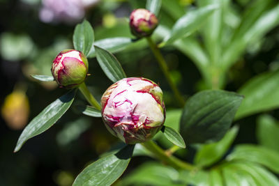 The photo of several bulbs of a peony in the sun