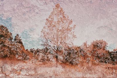 Double exposure of trees and weathered wall
