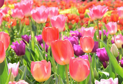 Close-up of pink tulips in field background 