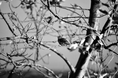 Close-up of bird perching on branch