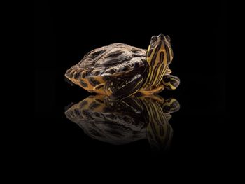 Close-up of turtle against black background