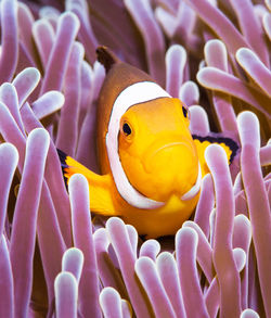 Close-up of fish swimming in sea