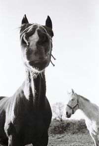 Low angle view of horses against clear sky