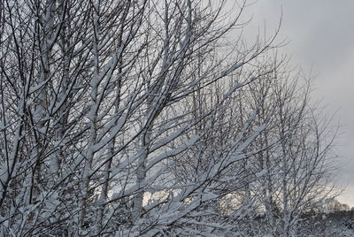 Low angle view of tree against sky