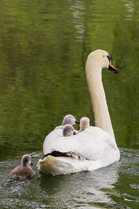 Swan swimming on lake