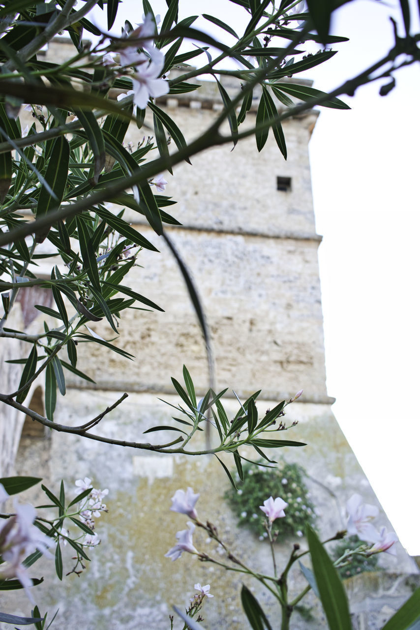 LOW ANGLE VIEW OF PURPLE FLOWERING PLANT AGAINST TREE