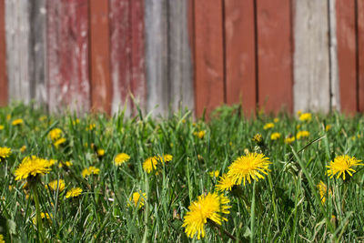 Close-up of yellow flowering plants on field