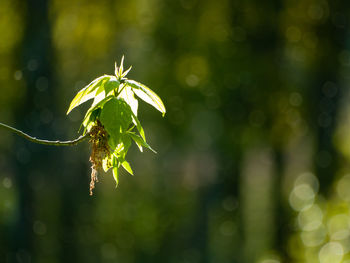 Close-up of green plant