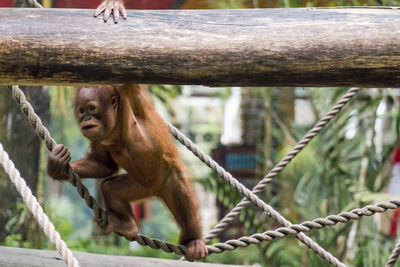 Close-up of monkey in zoo