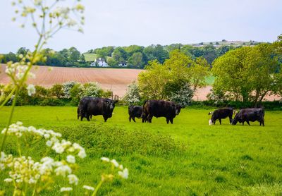 Cows grazing in field