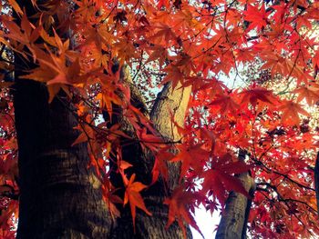 Low angle view of maple tree