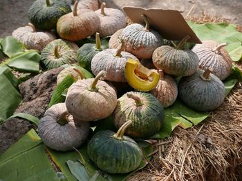 High angle view of pumpkins