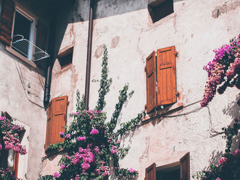 Low angle view of pink flowering plant on building