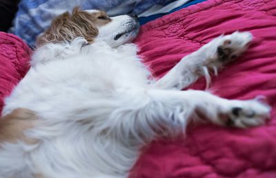 Close-up of cat sleeping on bed